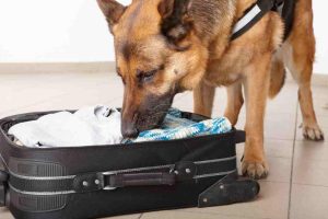 police dog checking a suitcase